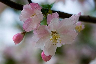 光荣表示《卧龙》《狂野之心》发行相当成功